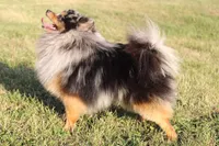 Prince, a male Pomeranian for sale in Centerville, IA – Photo 4 of 4