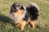 Prince, a male Pomeranian for sale in Centerville, IA – Photo 2 of 4