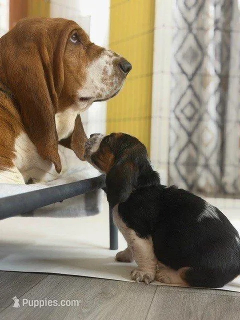 Miss Light Purple , a female Basset Hound for sale in Clarksville, NY – Photo 4 of 5