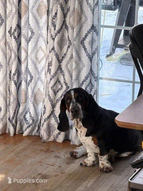 Miss Orange , a female Basset Hound for sale in Clarksville, NY – Photo 5 of 5