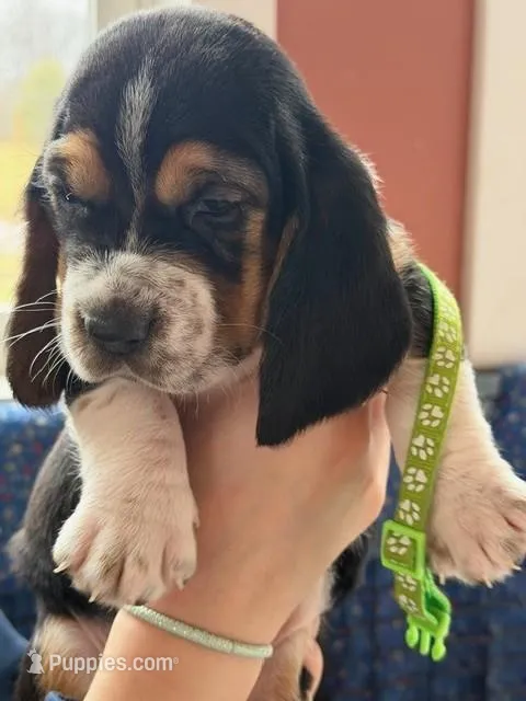 Miss Lime Green  – Basset Hound puppy for sale in Clarksville, NY