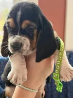 Miss Lime Green , a female Basset Hound for sale in Clarksville, NY – Photo 1 of 5