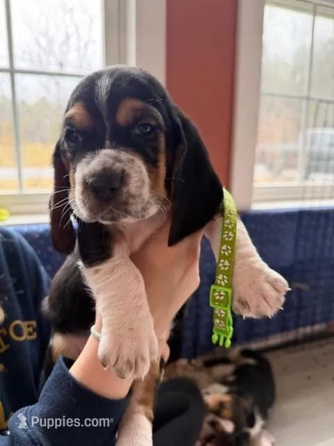 Miss Lime Green  – Basset Hound puppy for sale in Clarksville, NY