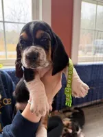 Miss Lime Green , a female Basset Hound for sale in Clarksville, NY – Photo 2 of 5