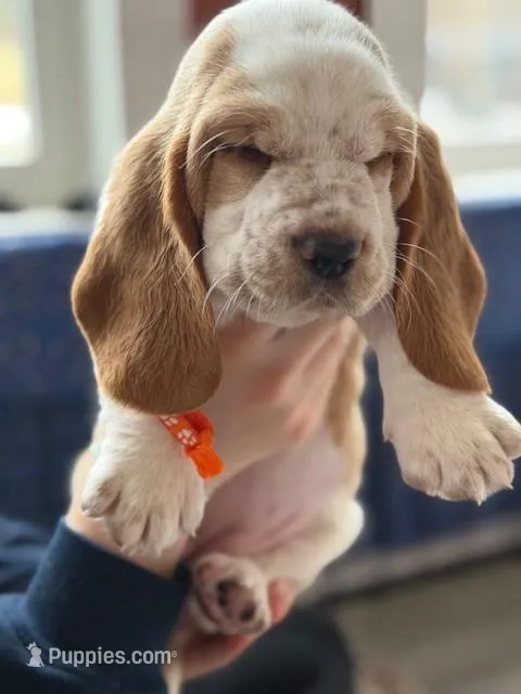 Miss Orange  – Basset Hound puppy for sale in Clarksville, NY