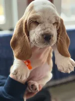 Miss Orange , a female Basset Hound for sale in Clarksville, NY – Photo 1 of 5