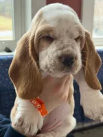 Miss Orange , a female Basset Hound for sale in Clarksville, NY – Photo 3 of 5