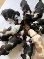 Miss Light Purple , a female Basset Hound for sale in Clarksville, NY – Photo 2 of 5