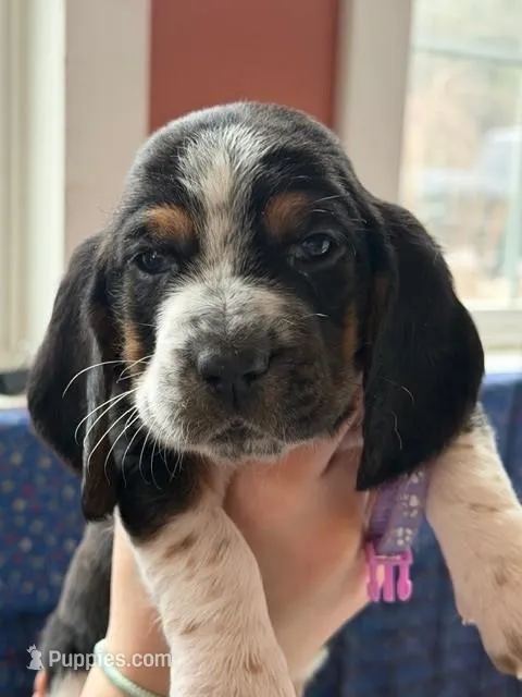 Miss Light Purple  – Basset Hound puppy for sale in Clarksville, NY