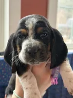 Miss Light Purple , a female Basset Hound for sale in Clarksville, NY – Photo 3 of 5