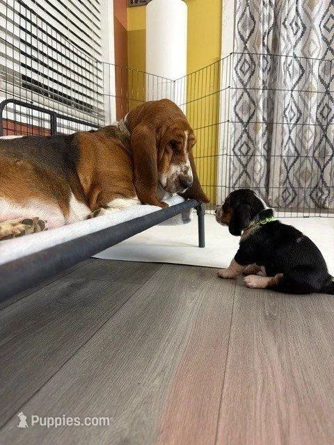 Miss Lime Green , a female Basset Hound for sale in Clarksville, NY – Photo 4 of 5