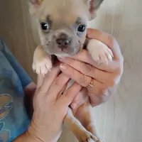 Boone, a male French Bulldog for sale in Fairview, MO – Photo 7 of 9