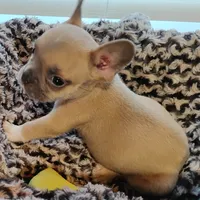 Boone, a male French Bulldog for sale in Fairview, MO – Photo 4 of 9