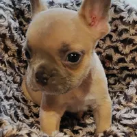 Boone, a male French Bulldog for sale in Fairview, MO – Photo 5 of 9