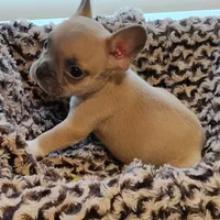 Boone, a male French Bulldog for sale in Fairview, MO – Photo 2 of 9