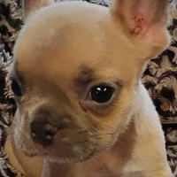 Boone, a male French Bulldog for sale in Fairview, MO – Photo 3 of 9