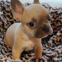 Boone, a male French Bulldog for sale in Fairview, MO – Photo 1 of 9