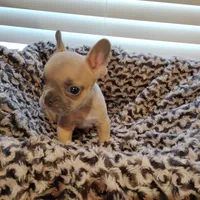 Boone, a male French Bulldog for sale in Fairview, MO – Photo 9 of 9