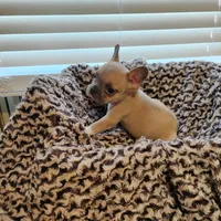 Boone, a male French Bulldog for sale in Fairview, MO – Photo 8 of 9