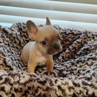 Boone, a male French Bulldog for sale in Fairview, MO – Photo 6 of 9