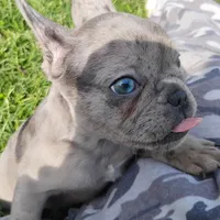 Hazel Anne, a female French Bulldog for sale in Fairview, MO – Photo 1 of 7