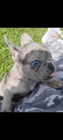 Hazel Anne, a female French Bulldog for sale in Fairview, MO – Photo 1 of 7