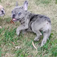 Hazel Anne, a female French Bulldog for sale in Fairview, MO – Photo 5 of 7