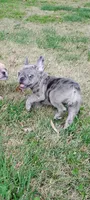 Hazel Anne, a female French Bulldog for sale in Fairview, MO – Photo 5 of 7