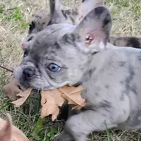 Hazel Anne, a female French Bulldog for sale in Fairview, MO – Photo 2 of 7