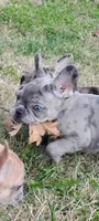 Hazel Anne, a female French Bulldog for sale in Fairview, MO – Photo 2 of 7