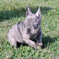 Hazel Anne, a female French Bulldog for sale in Fairview, MO – Photo 7 of 7