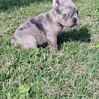 Hazel Anne, a female French Bulldog for sale in Fairview, MO – Photo 6 of 7
