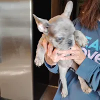 Hazel Anne, a female French Bulldog for sale in Fairview, MO – Photo 4 of 7