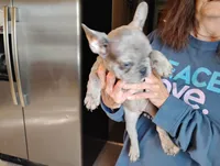 Hazel Anne, a female French Bulldog for sale in Fairview, MO – Photo 4 of 7