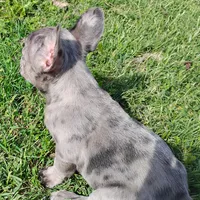 Hazel Anne, a female French Bulldog for sale in Fairview, MO – Photo 3 of 7