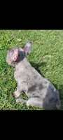 Hazel Anne, a female French Bulldog for sale in Fairview, MO – Photo 3 of 7