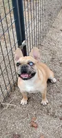 Harley, a male French Bulldog for sale in Fairview, MO – 1 of 1