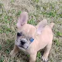 Harley, a male French Bulldog for sale in Fairview, MO – Photo 6 of 8