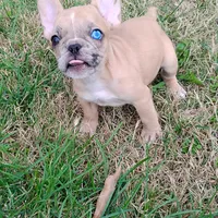 Harley, a male French Bulldog for sale in Fairview, MO – Photo 1 of 8