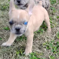 Harley, a male French Bulldog for sale in Fairview, MO – Photo 4 of 8