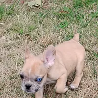 Harley, a male French Bulldog for sale in Fairview, MO – Photo 5 of 8