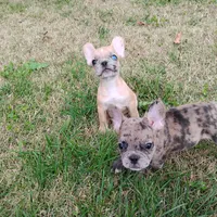 Harley, a male French Bulldog for sale in Fairview, MO – Photo 8 of 8