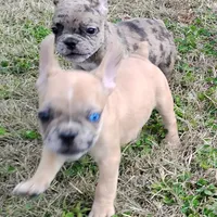 Harley, a male French Bulldog for sale in Fairview, MO – Photo 2 of 8