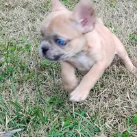 Harley, a male French Bulldog for sale in Fairview, MO – Photo 3 of 8