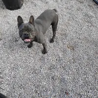 Oscar, a male French Bulldog for sale in Fairview, MO – Photo 5 of 5