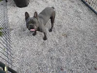 Oscar, a male French Bulldog for sale in Fairview, MO – Photo 5 of 5