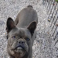 Oscar, a male French Bulldog for sale in Fairview, MO – Photo 3 of 5