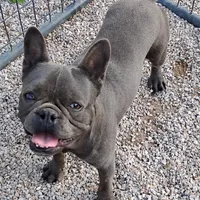 Oscar, a male French Bulldog for sale in Fairview, MO – Photo 4 of 5