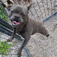 Oscar, a male French Bulldog for sale in Fairview, MO – Photo 2 of 5