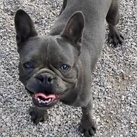 Oscar, a male French Bulldog for sale in Fairview, MO – Photo 1 of 5